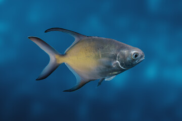 Sticker - Great Pompano fish (Trachinotus goodei)