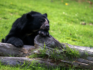 Wall Mural - Spectacled bear, Tremarctos ornatus, resting on a tree trunk, Wakata Biopark, Colombia