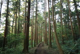 Fototapeta Dziecięca - 森の木々に当たる日差し