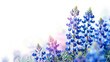 close up field of bluebonnets Texas flower on white background with copy space - AI Generated