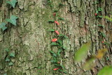 Fototapeta Dziecięca - 大木に這う緑と赤の葉の蔦
