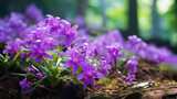 Fototapeta Sypialnia - Beautiful purple Epidendrum flowers in the forest