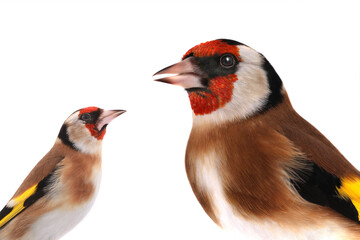 Poster - portrait goldfinch isolated on a white background