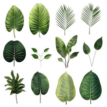  Set Of Exotic Big Leaf Green Interior Home Plant For Decoration And Different Foliage Leaves And Petals Closeups Cotout Isolated On Transparent Background
