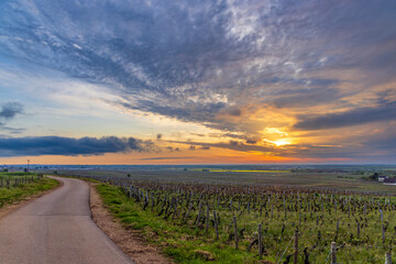 Canvas Print - Typical vineyards near Clos de Vougeot, Cote de Nuits, Burgundy, France