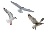 Fototapeta Las - three European herring gulls in free flight on white