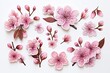 Collection of watercolor cherry blossoms flowers and leaves sticker clipart isolated on a white background
