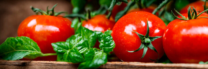 Wall Mural - harvest of tomatoes in the garden. Selective focus.