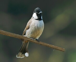 The white-eared bulbul sitting on a branch at Bharatpur Keuladeo Bird Sanctuary