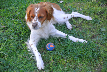 Poster - Spaniel breton