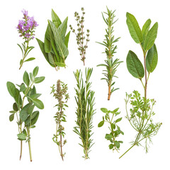Wall Mural - Assorted Fresh Culinary Herbs Isolated Set
