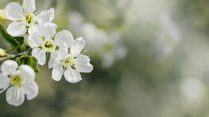 Wall Mural - Spring floral scenery with apple blossoms, close up white flowers with bokeh blur texture background with copy space, Floral still life beautiful blooms, nature design wallpaper, pastel color