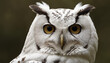 A white owl in the thicket of the forest looks with interest
