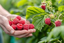 Growing raspberries harvest and producing vegetables cultivation. Concept of small eco green business organic farming gardening and healthy food