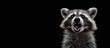 © harkamat - Raccoon animal character expression surprised on black background, copy space AI generated image