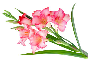 Wall Mural - Gladiolus flower isolated on white background