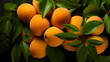 Background from fresh ripe apricots or peaches with green leaves, top view