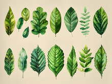 Botanical Drawings: Vibrant Leaves In Artistic Compositions