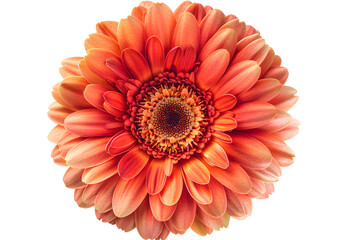 Wall Mural - Gerbera Daisy Flower isolated on transparent background. PNG file