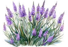 Liatris Watercolor Isolated On Transparent Background. PNG File