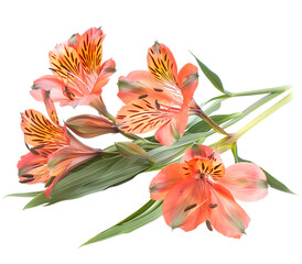 Wall Mural - alstroemeria flower isolated on white background