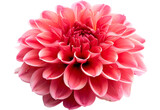 Surreal dark chrome red flower dahlia macro isolated on white