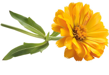 Wall Mural - Calendula. Marigold flowers with leaves isolated on white