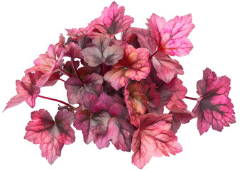 Wall Mural - Heuchera. Saxifragaceae family. Close up. Macro. Carved bright leaves of Heuchera in a garden.