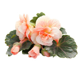 Wall Mural - Elatior begonias (Begonia x hiemalis) red pink flowers. Flowering plant of begonia hybrid elatior ( Begoniaceae )