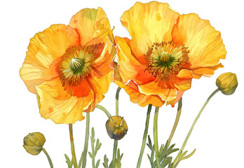 Wall Mural - A Iceland Poppy watercolor isolated on transparent background. PNG filev