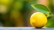 Beautiful organic close up lemon on nature outdoor background with copy space.