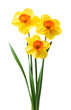 Spring floral border, beautiful fresh daffodils flowers, isolated on white background. Selective focus
