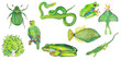 Animals in green color Set of hand drawn illustrations Isolated on white Frog, lizard, parrot, fish, bug, beetle,  snake, leaf slug, moth