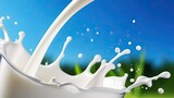 Fototapeta Kosmos - A glass of milk is poured into a glass, creating a splash of milk. Concept of freshness and simplicity, as milk is a basic and essential food item/ close-up view.