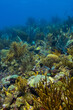 Vibrant Reef at Oostpunt / Eastpoint Curaçao