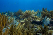 Vibrant Reef at Oostpunt / Eastpoint Curaçao