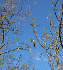 Poster - un oiseau troglodyte perché