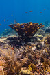 Elkhorn Coral at Oostpunt / Eastpoint, Curaçao