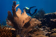 Scuba Diver and Large Sea Fan, Oostpunt / Eastpoint, Curaçao 