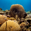 Huge Brain Coral at Oostpunt / Eastpoint, Curaçao