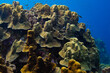 Mushroom Coral at Mushroom Forest in Curaçao