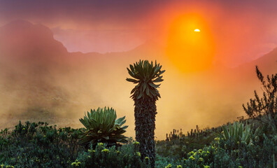 Canvas Print - Plants in Colombia