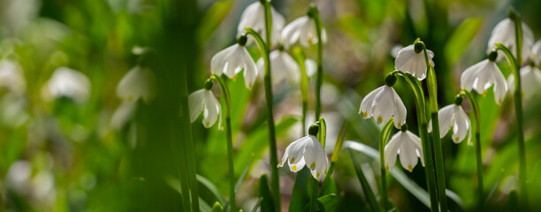 Wall Mural - Leucojum vernum (spring snowflake) in spring forest, Czech republic, Europe