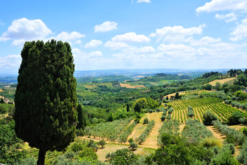 View over the vineyards and olive groves of Tuscany with cypress tree, Italy