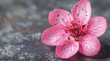 A Close Up Of A Pink Flower On A Gray And Black Surface With Small Speckles On The Petals.