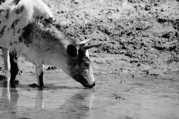 Sticker - Cow hydration concept with young bovine getting drink of shallow pond water in black and white closeup.