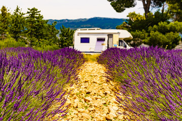caravan camping at lavender field, france