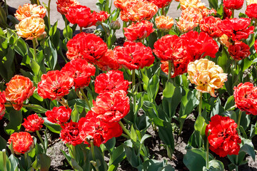 Canvas Print - Beautiful double tulips on flowerbed in a garden