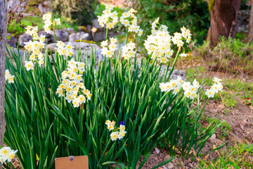 Canvas Print - Narcissus tazetta (paperwhite, bunch-flowered narcissus, bunch-flowered daffodil, Chinese sacred lily, cream narcissus, joss flower, polyanthus narcissus)