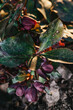first spring flowers, detail of blooming helleborus orientalis in the garden in the rays of the sun